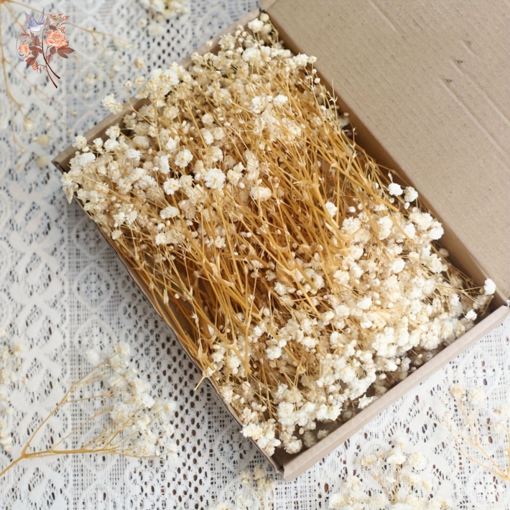100pcs Mini Dried Baby's Breat – обзор и цена Craft Embellishment